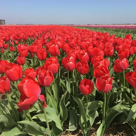 In By The Sea Apartament Julianadorp